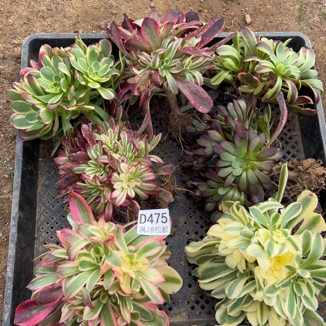 475多肉   7颗