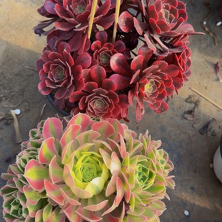 完全开放大**?431白凤加美杜莎多肉法师