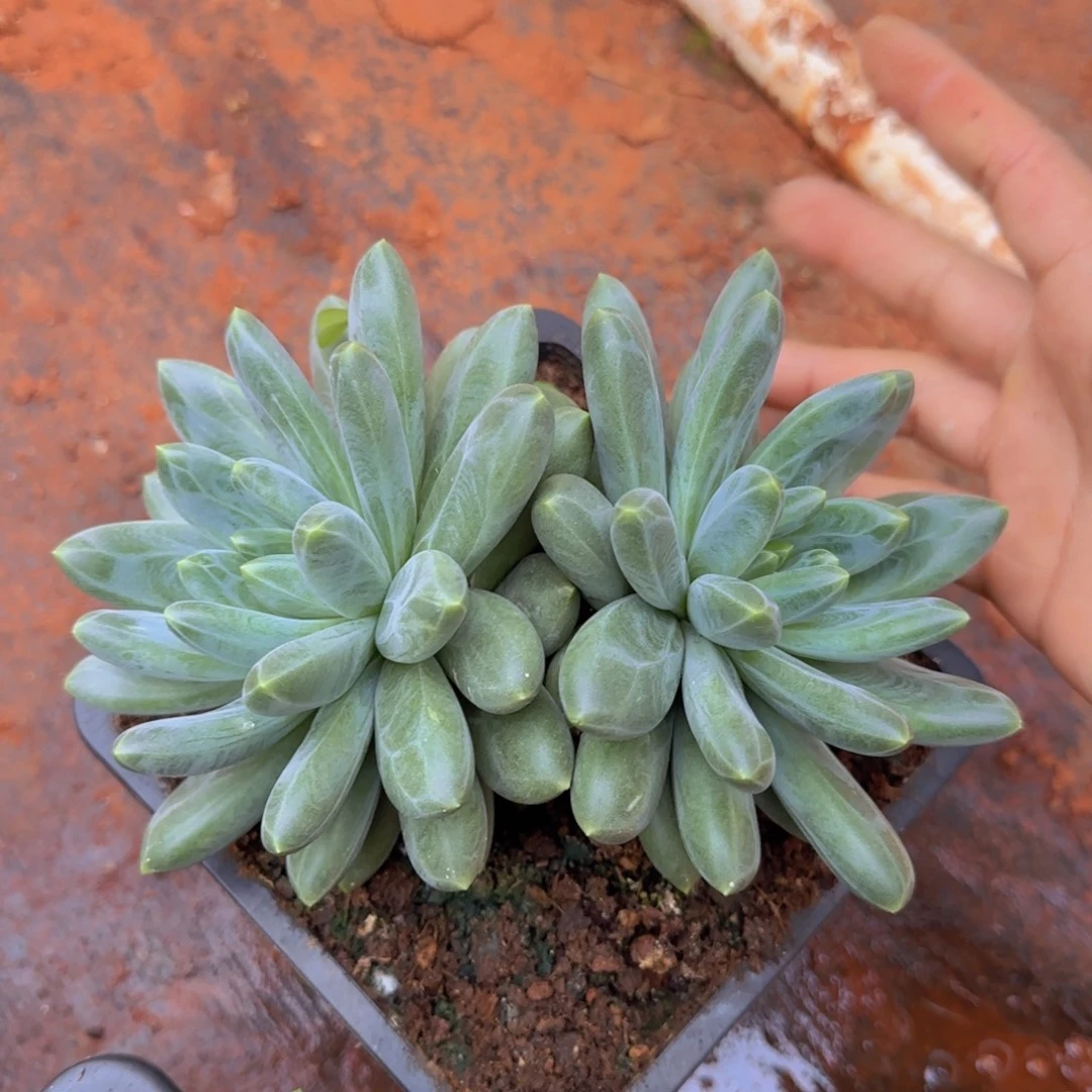 燊***哥多肉植物多肉植物