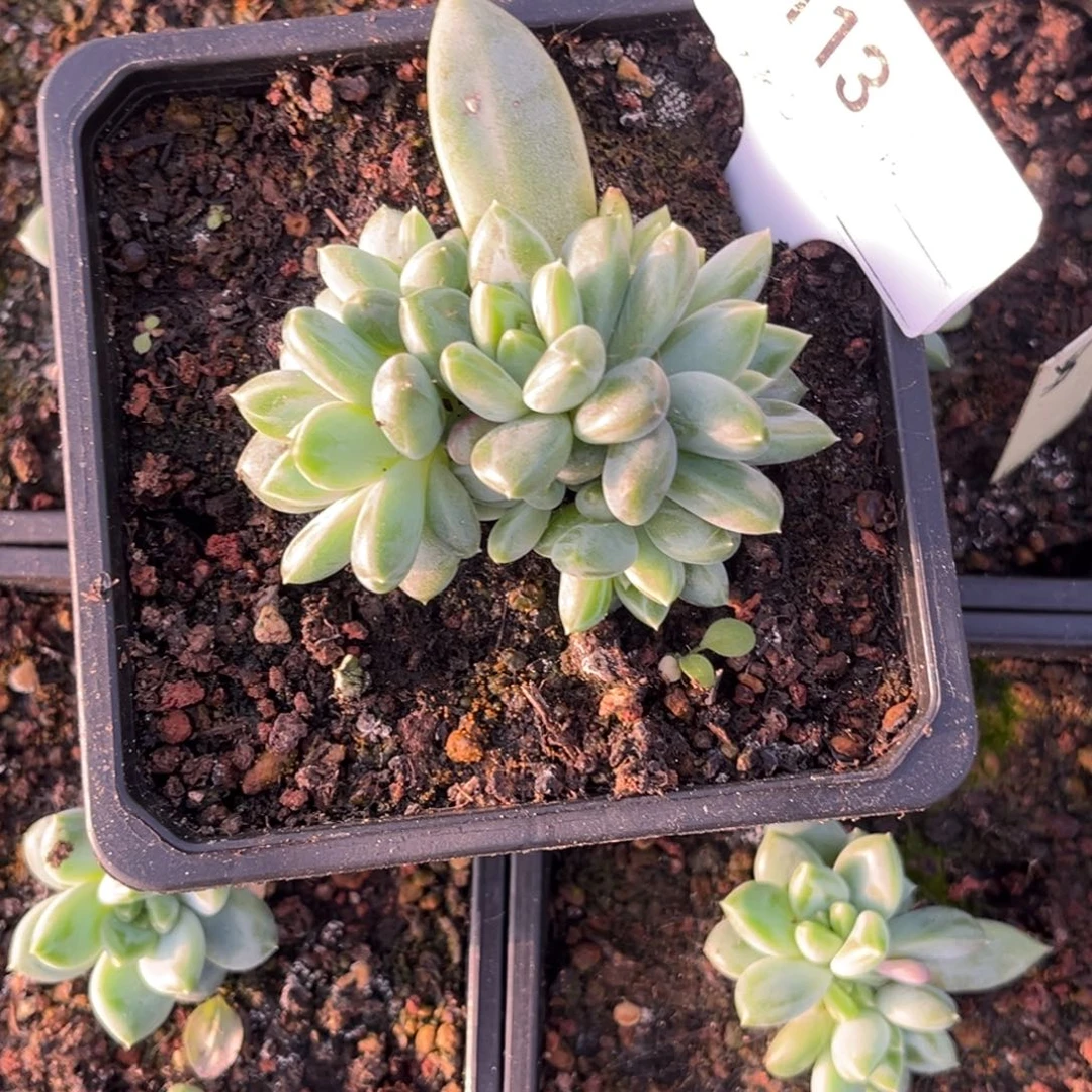 *****清禾美人多肉植物113