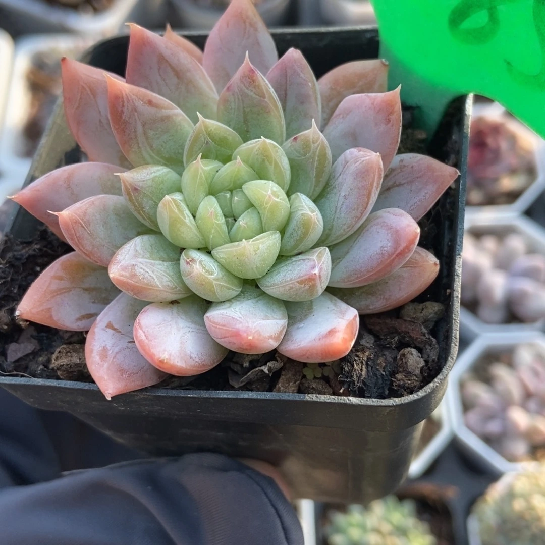 2085爱沙公主多肉植物