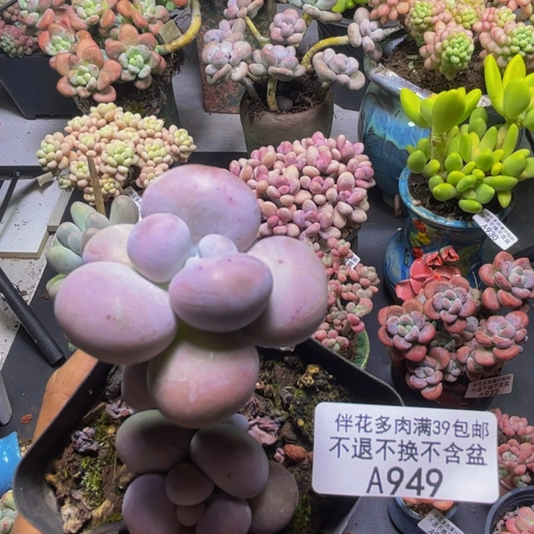 芭比奶酪949/4cm多肉