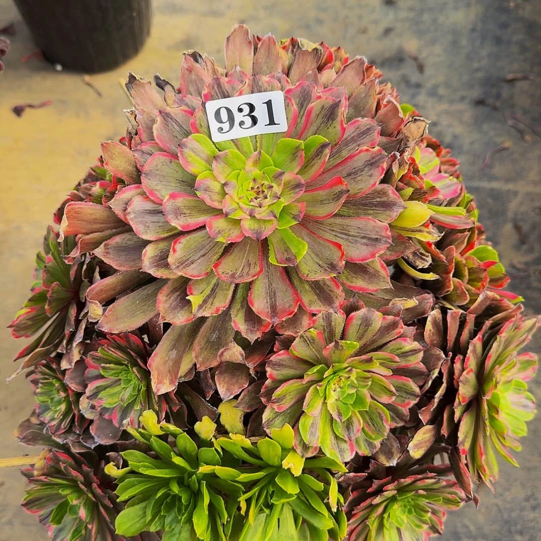 莉*931花脸粉黛老庄福利价福利出