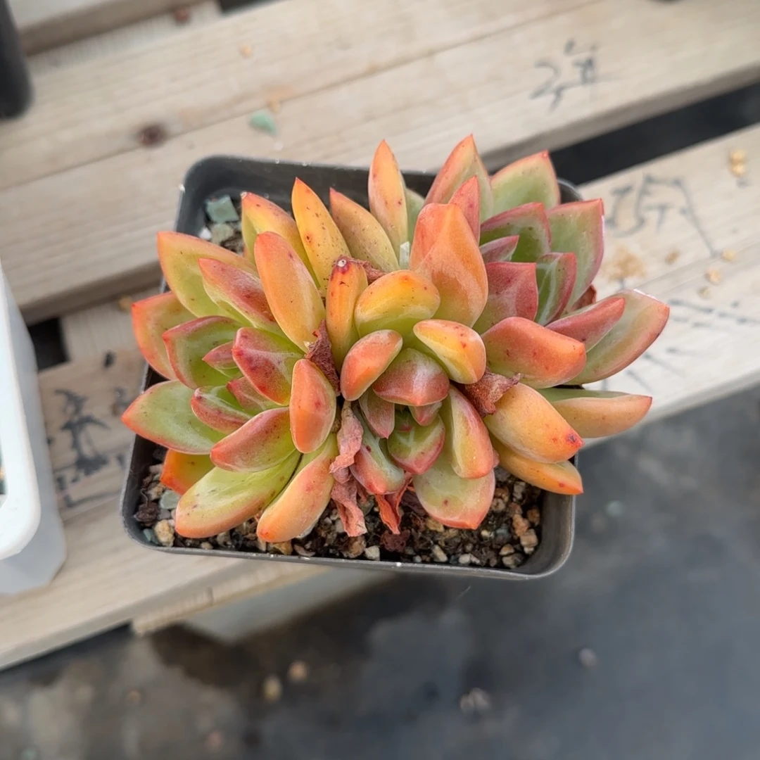 香槟老桩多肉五十包邮老桩