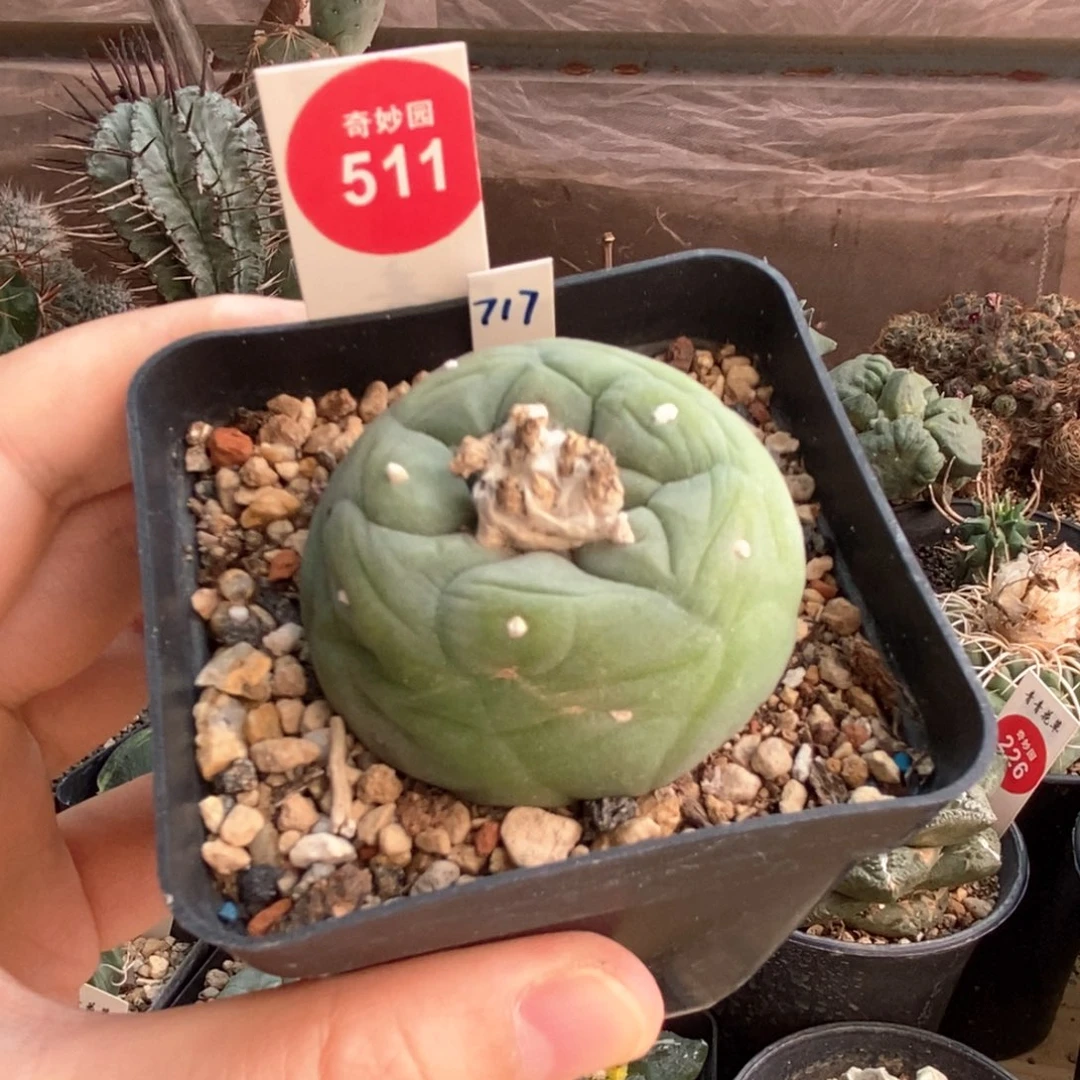 实生云海海鲜4.5cm有剐蹭
