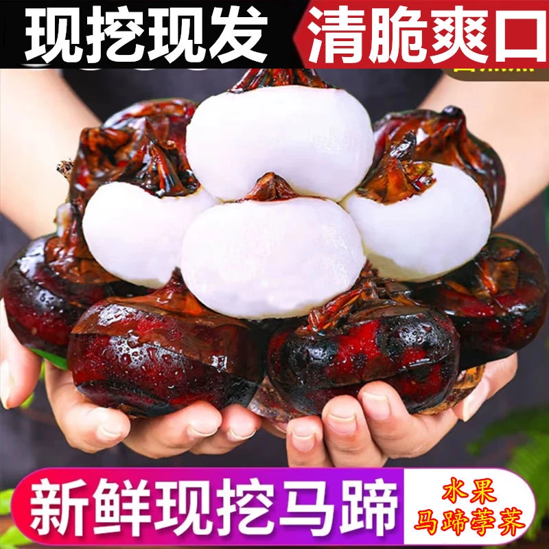 马蹄现挖红皮水果马蹄荸荠新鲜地梨地栗农家自种特产脆甜多汁带泥