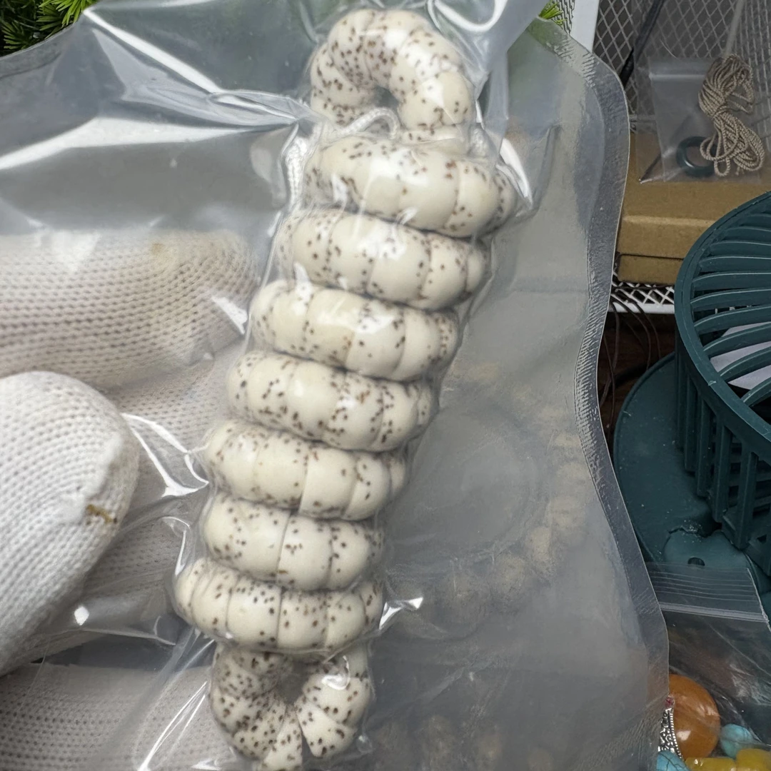 8原白大肠星月菩提