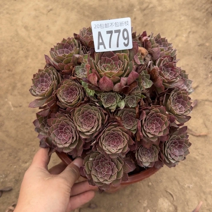 红魔……多肉植物……
