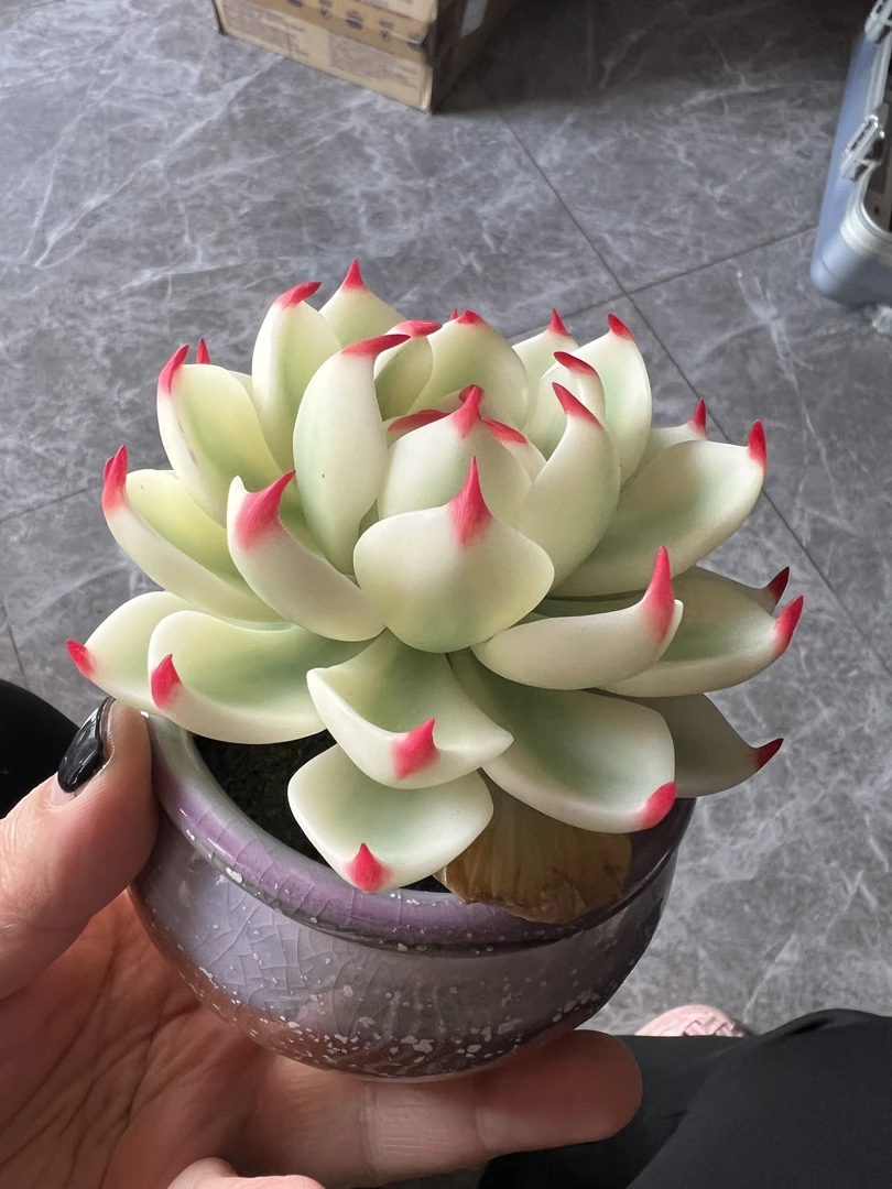 粘土多肉植物-永生花