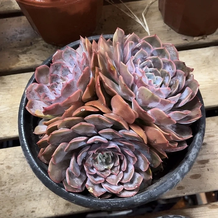 菲欧娜亿米多肉三头