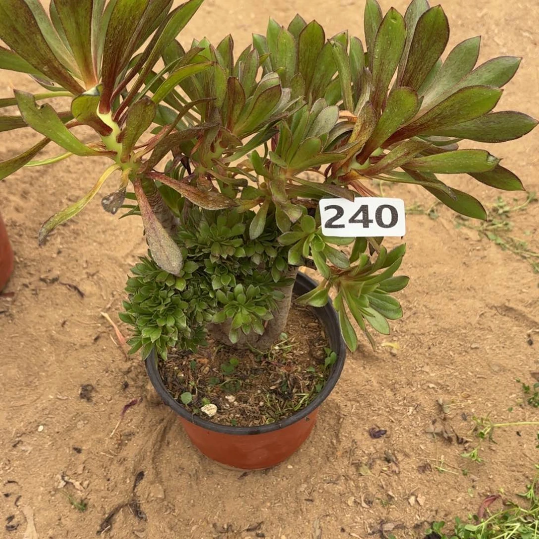 240灰法师缀多肉不包损