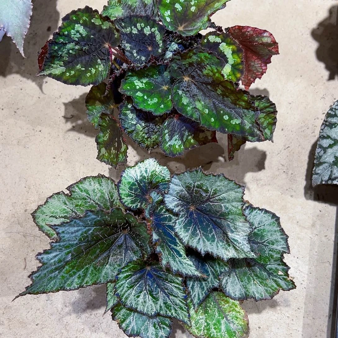 无花朵午夜幽灵女巫两颗