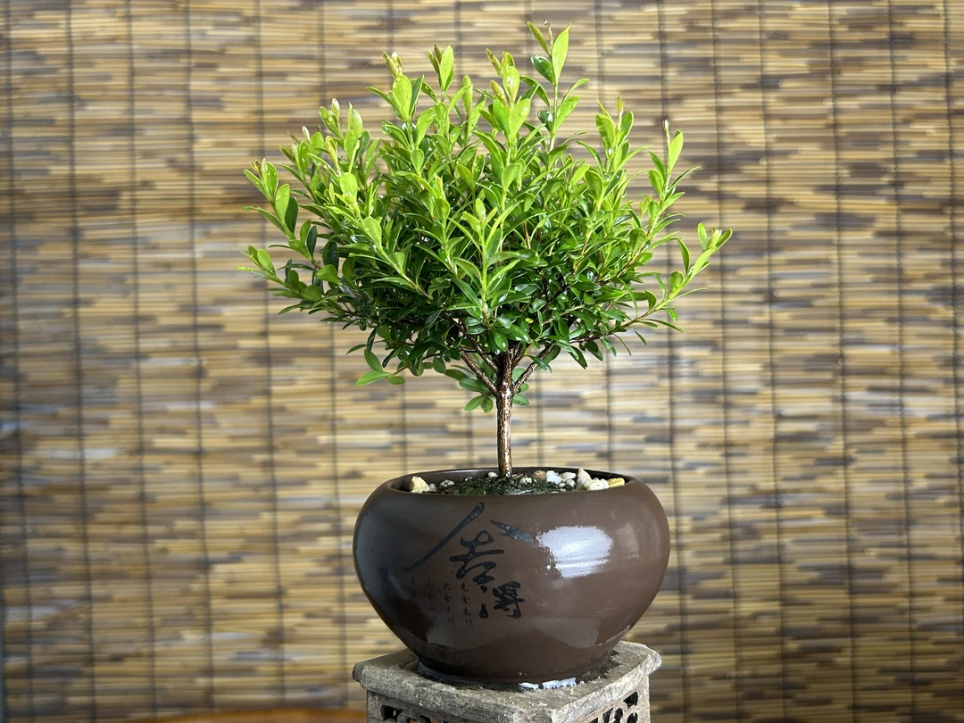 小叶赤楠桌面盆景 开花结果 四季常青 （含盆带有底托架）