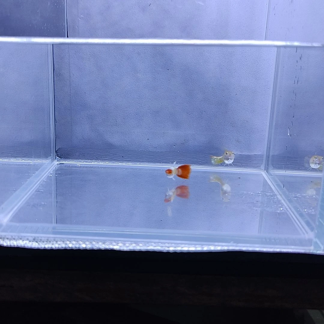 孔雀鱼圣诞帽孔雀鱼。。。