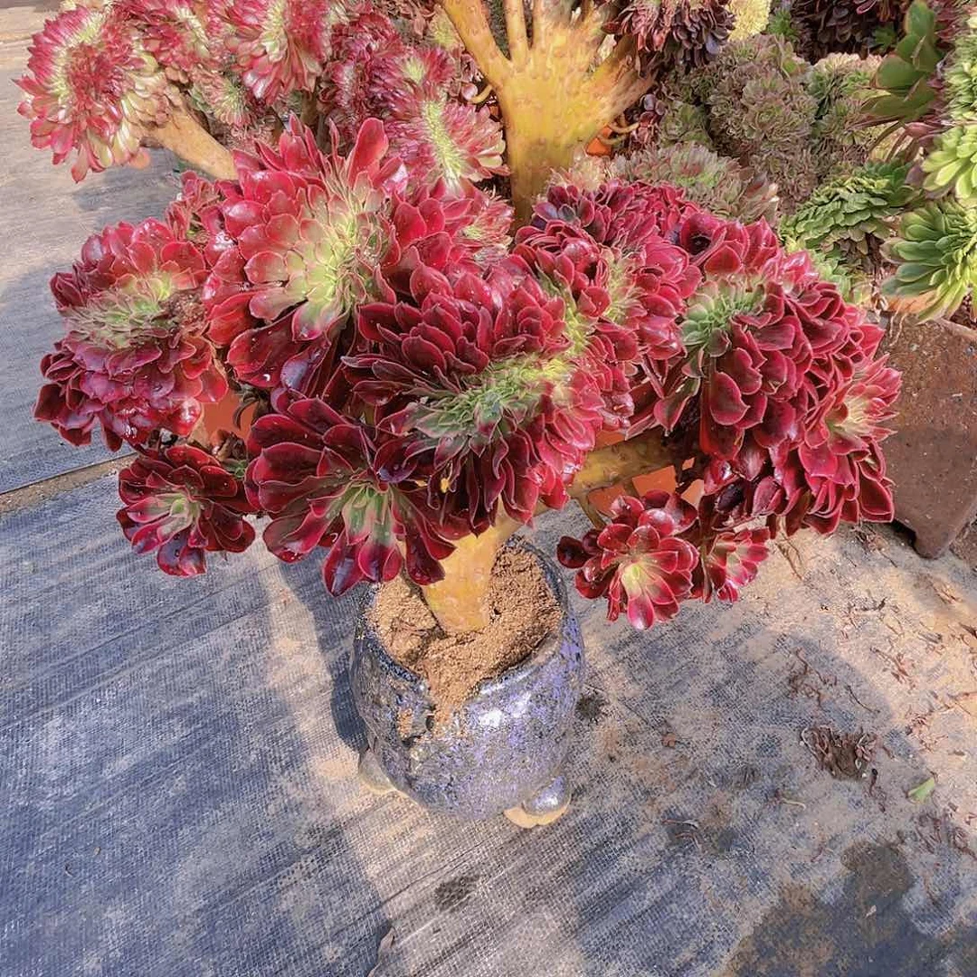 【闪购商品】无花朵美杜莎