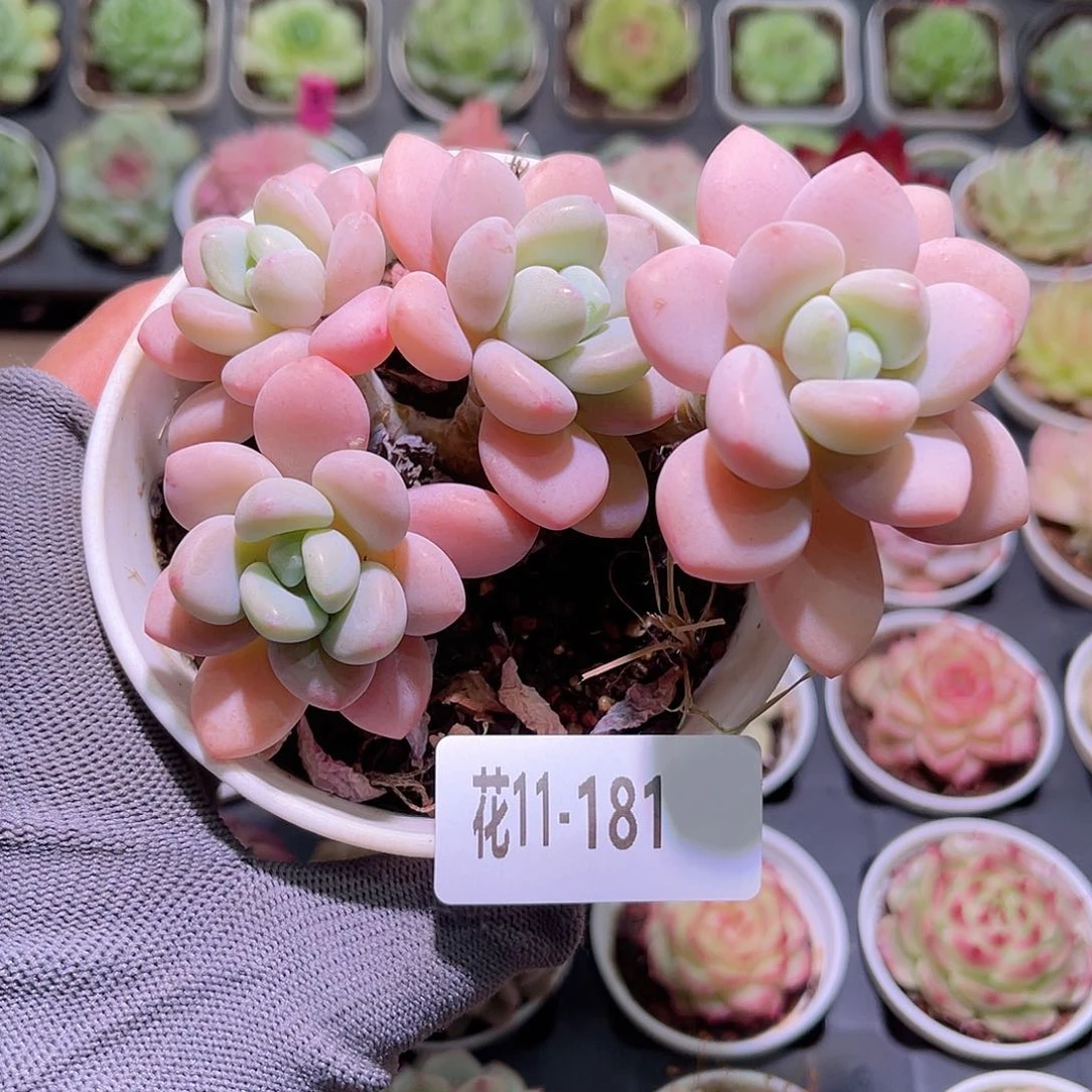 花11-181洛神群生