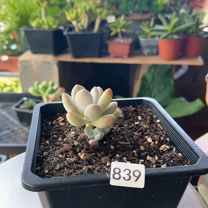 839号 一物一拍 一物一拍