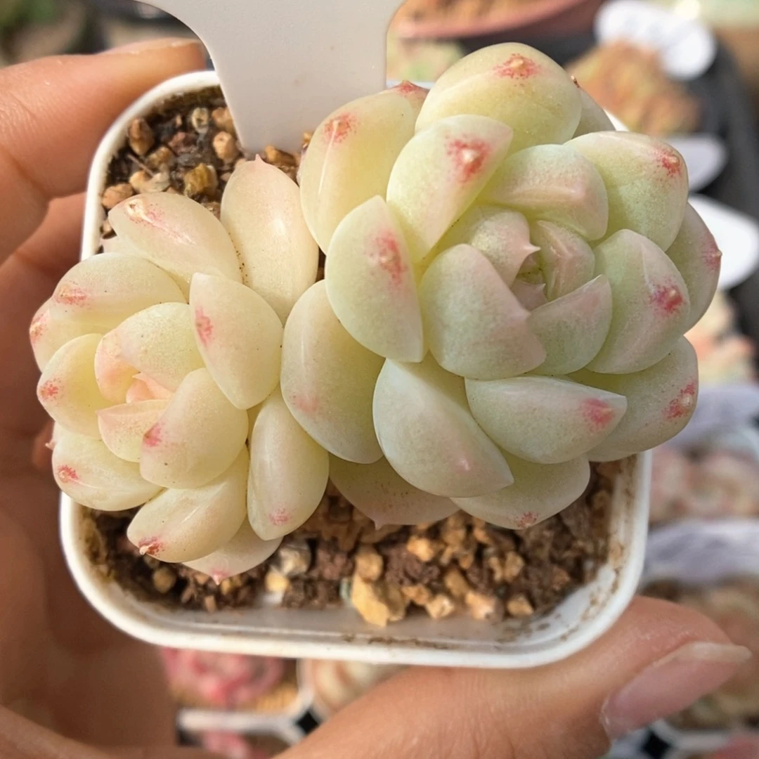 糖心珍妮双头可拍908号