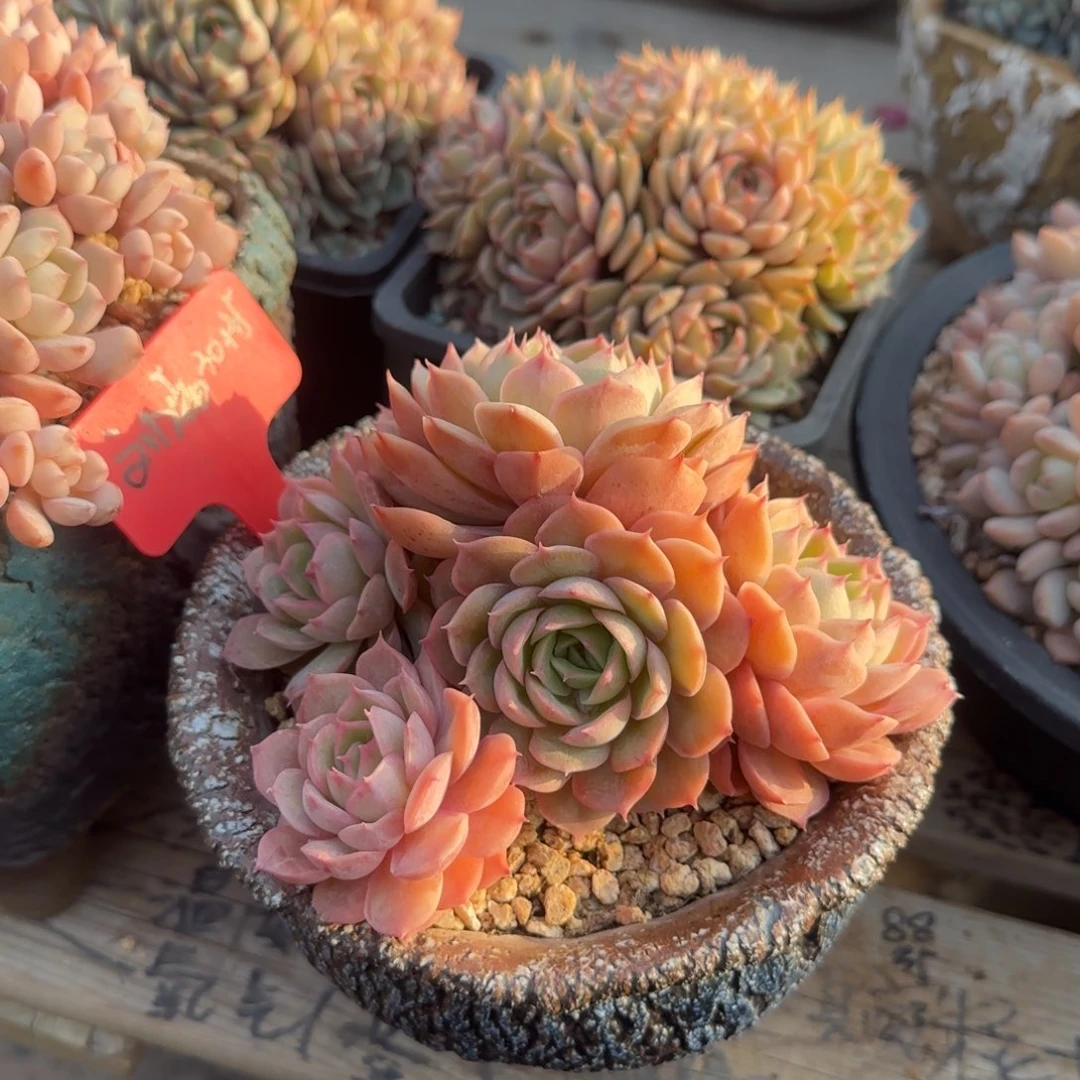 昂斯诺带盆五十包邮