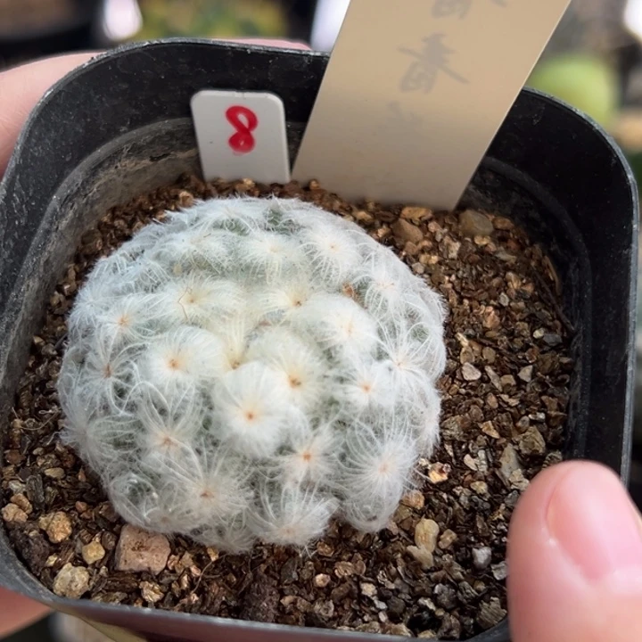 自根佛头白星一棵仙人球