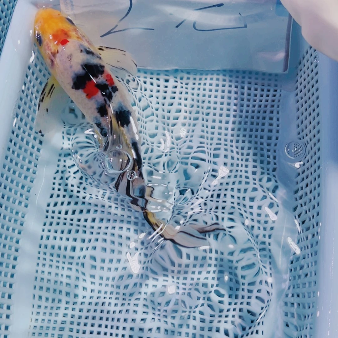海水鱼锦鲤冷水131