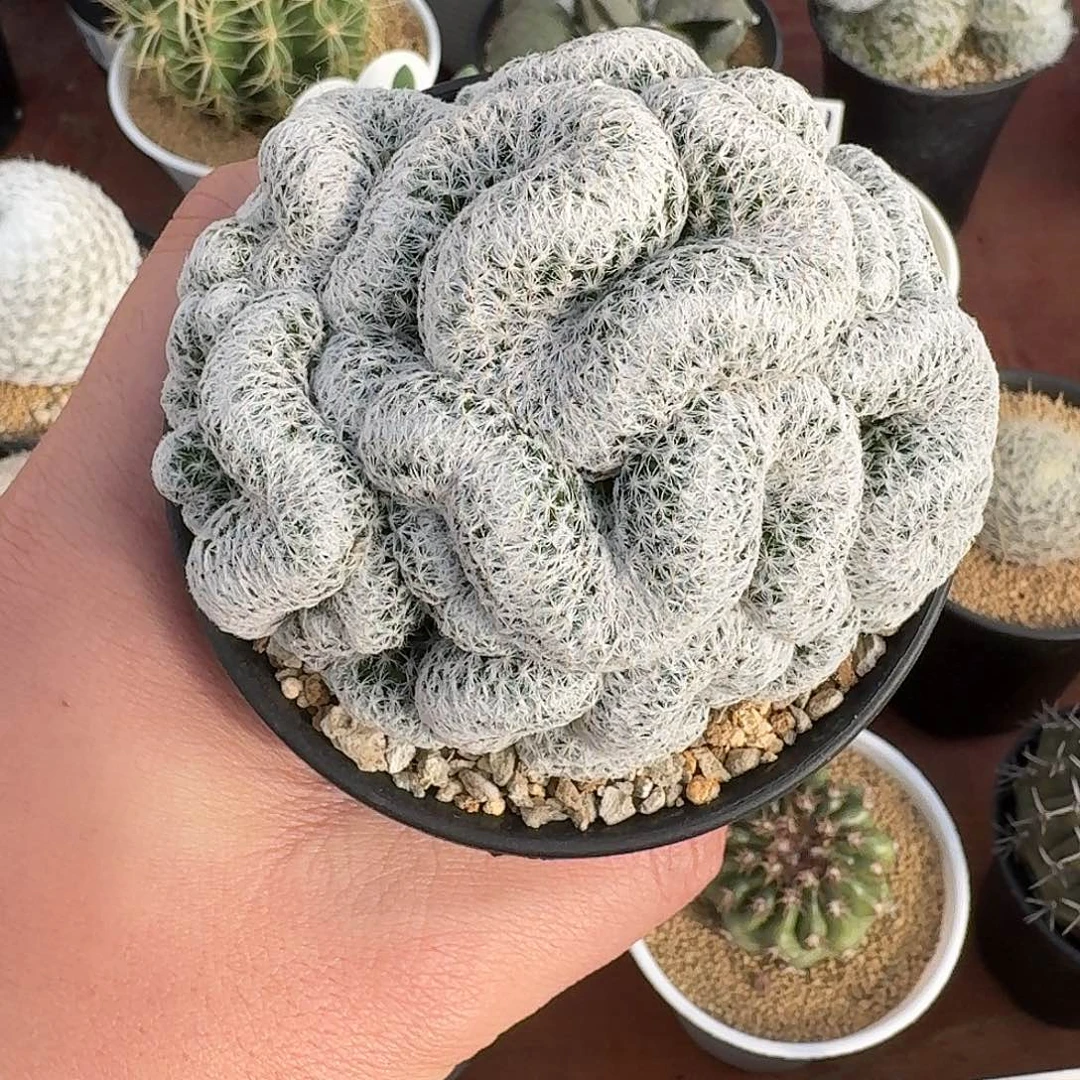 姬春星缀花开花好看