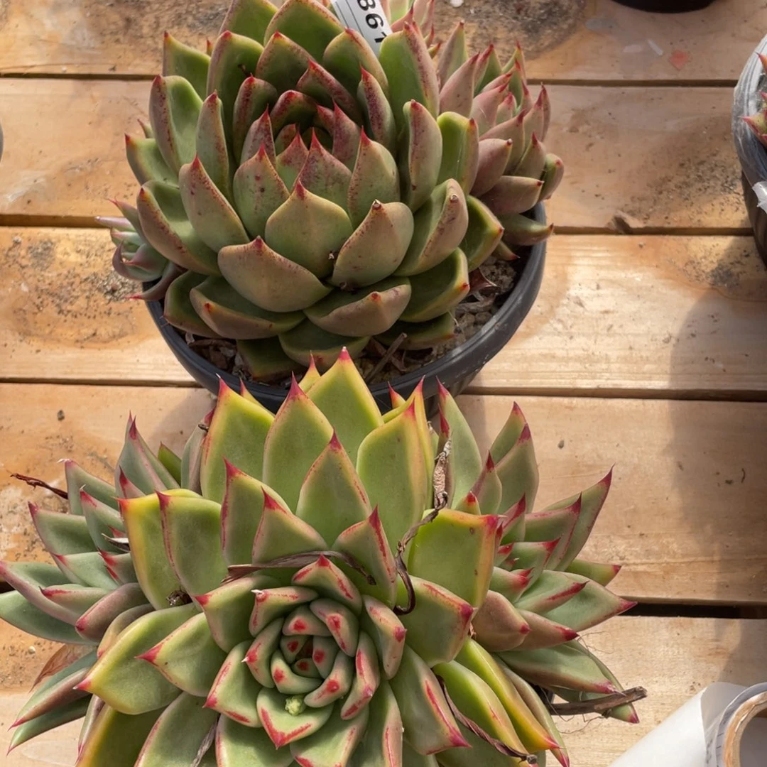无花朵若如东云组拍E861