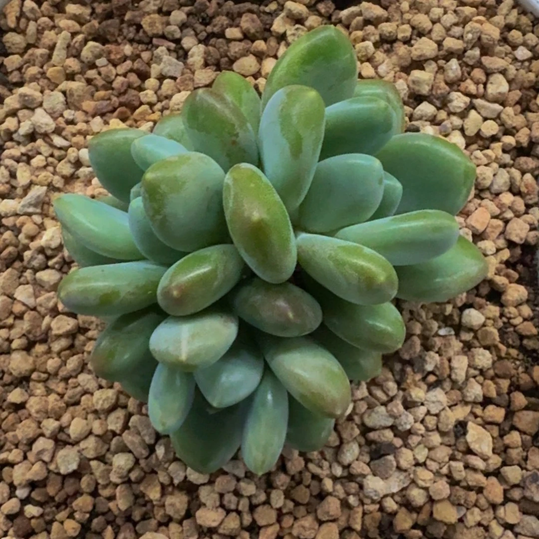 奶龙 3头 一物一拍