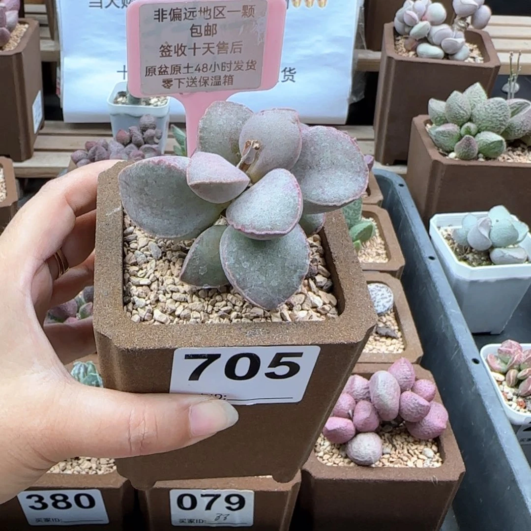 705金牛座多肉植物