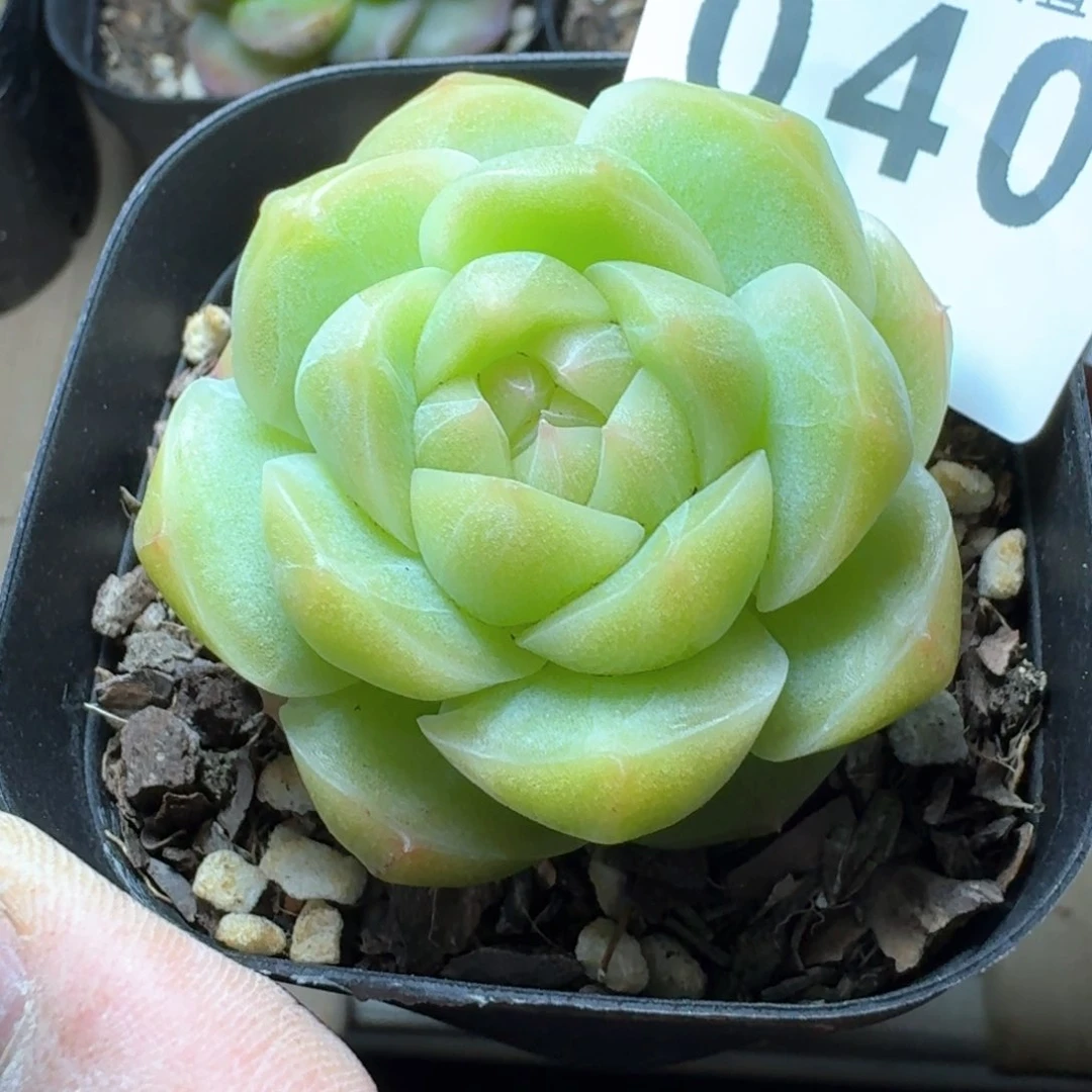 白体珍妮         多肉植物