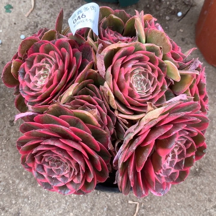 046粉花妖多肉植物