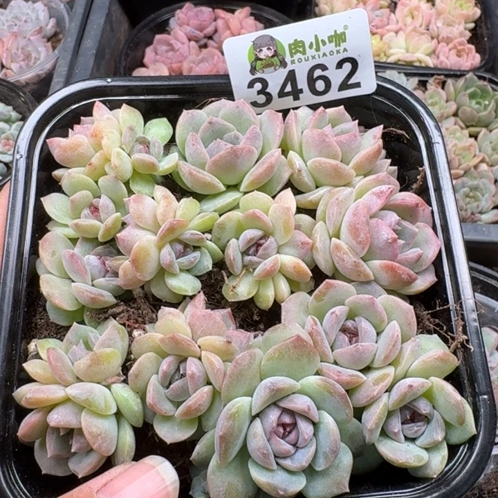 多肉植物多肉植物
