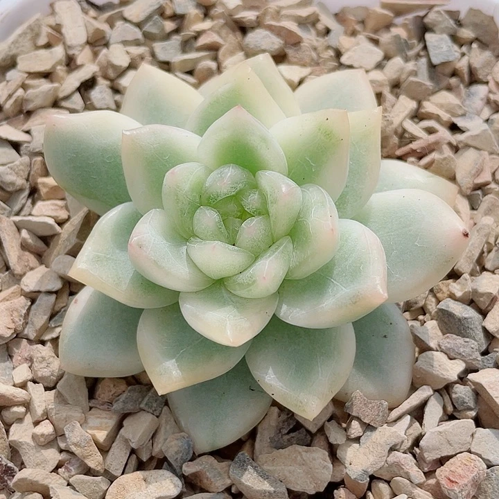 N****冰月亮锦。锦龙园艺