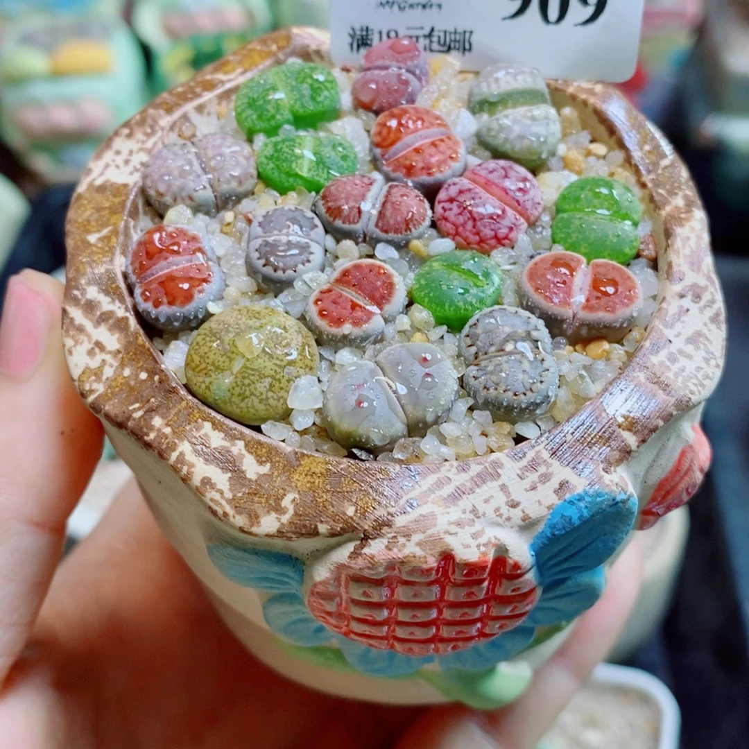 生石花花花花花花花 909