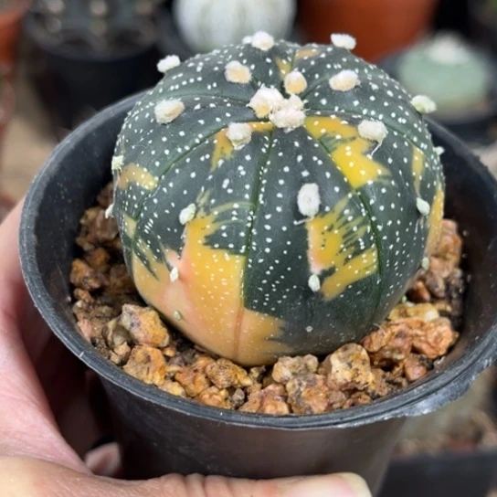 当前无花栽培后可以开花实生星兜锦