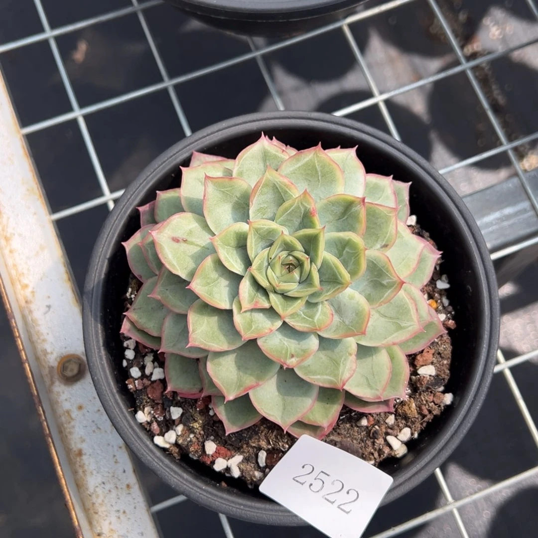 默*2522肉肉肉肉肉肉肉