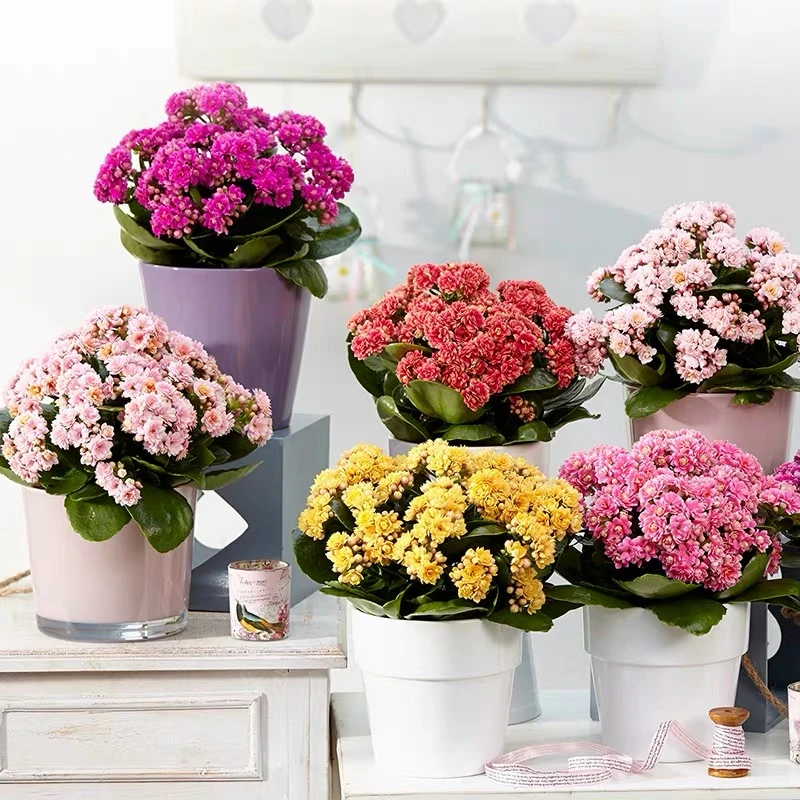 【长寿花】盆栽四季开花重瓣大花带花苞花苗阳台室内易活植物花卉