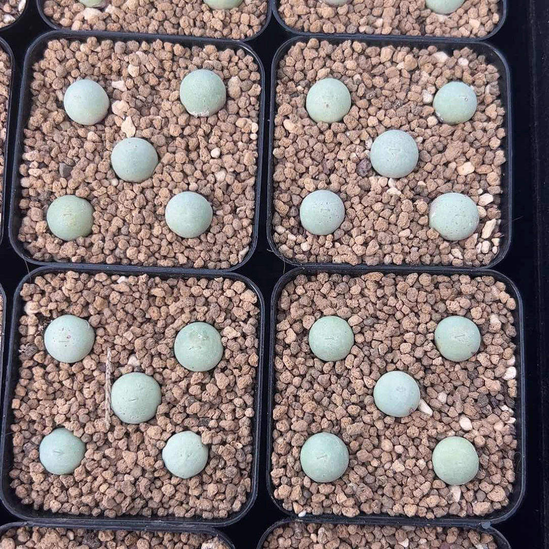 0000量拍小鸽子蛋5颗脱土发