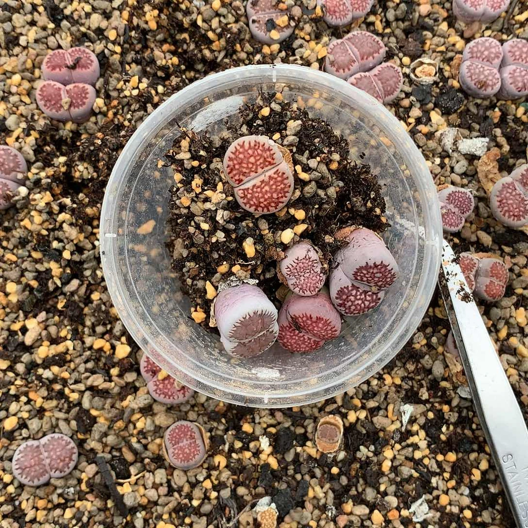 糖**～D90多肉植物保护研究所