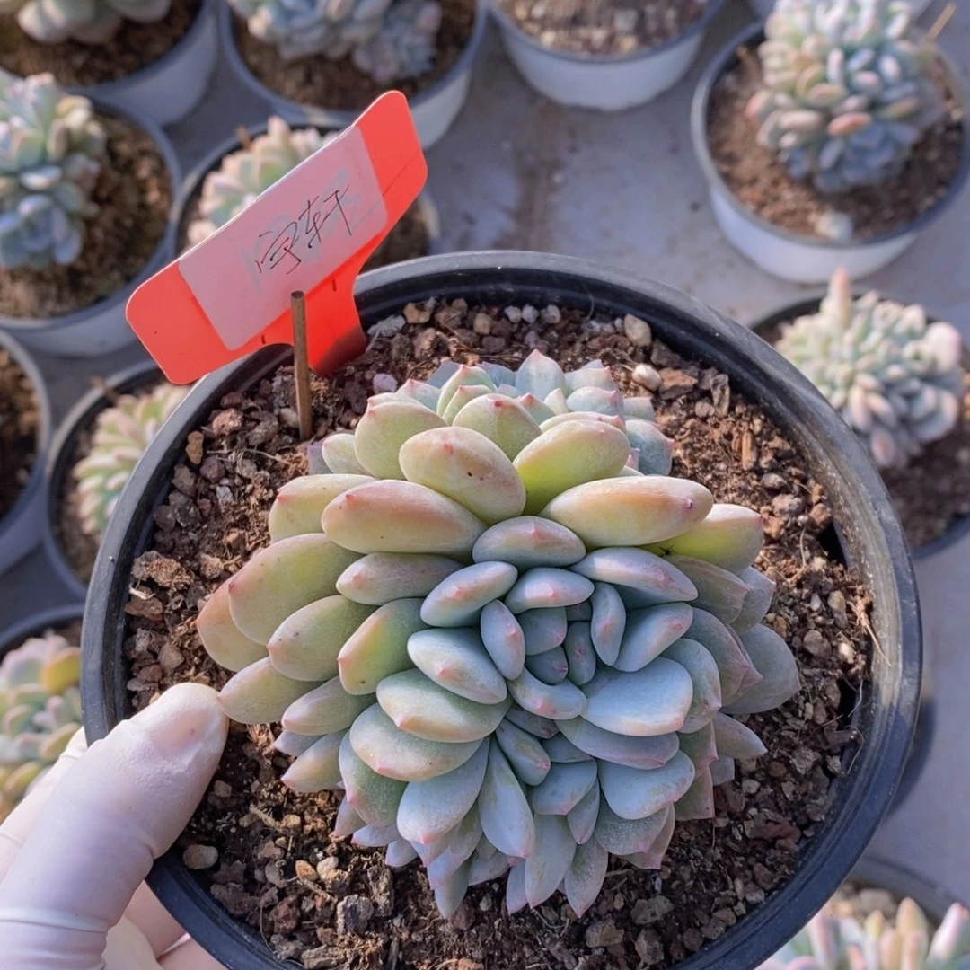 宇*1111111111多肉植物