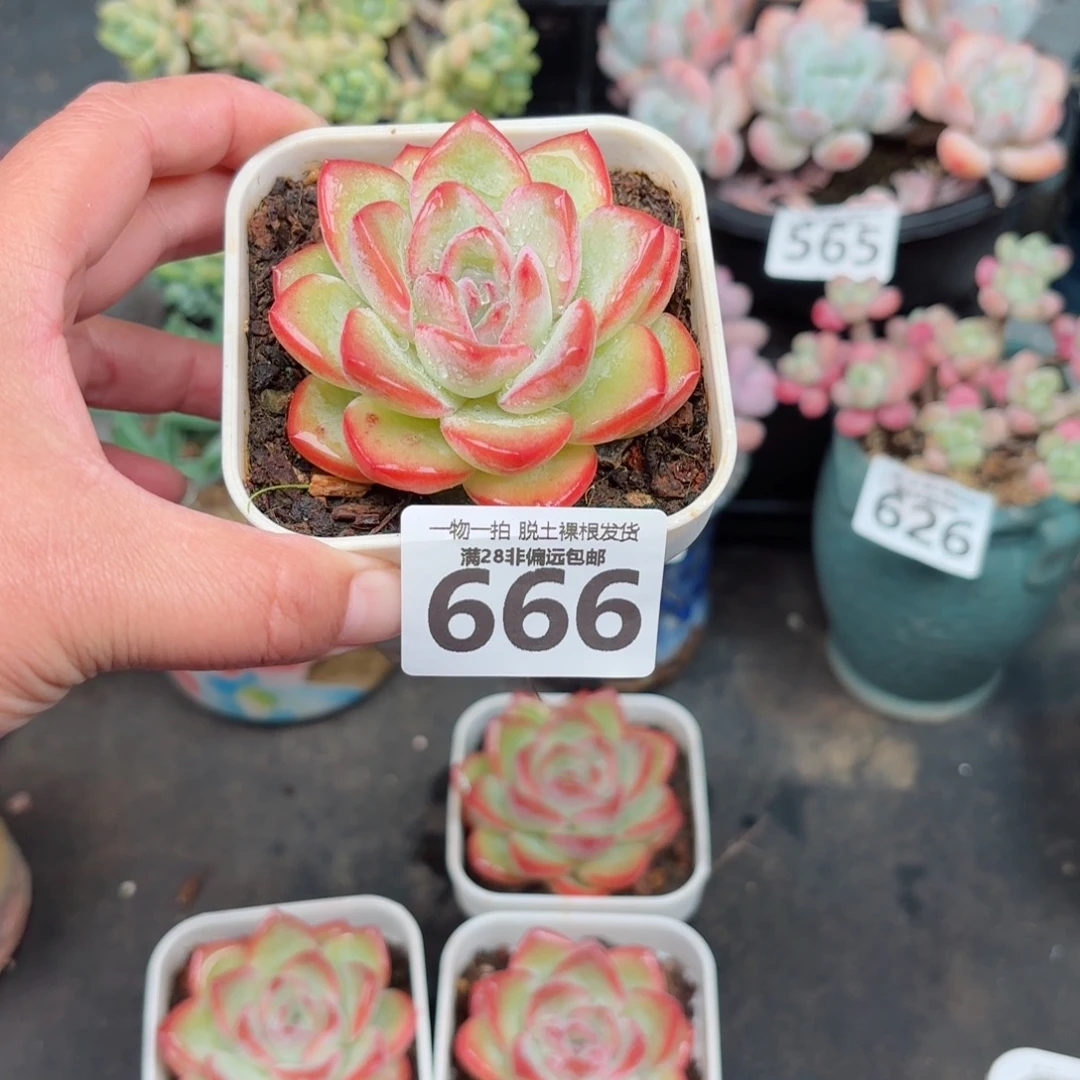 泡芙单头无盆土发货
