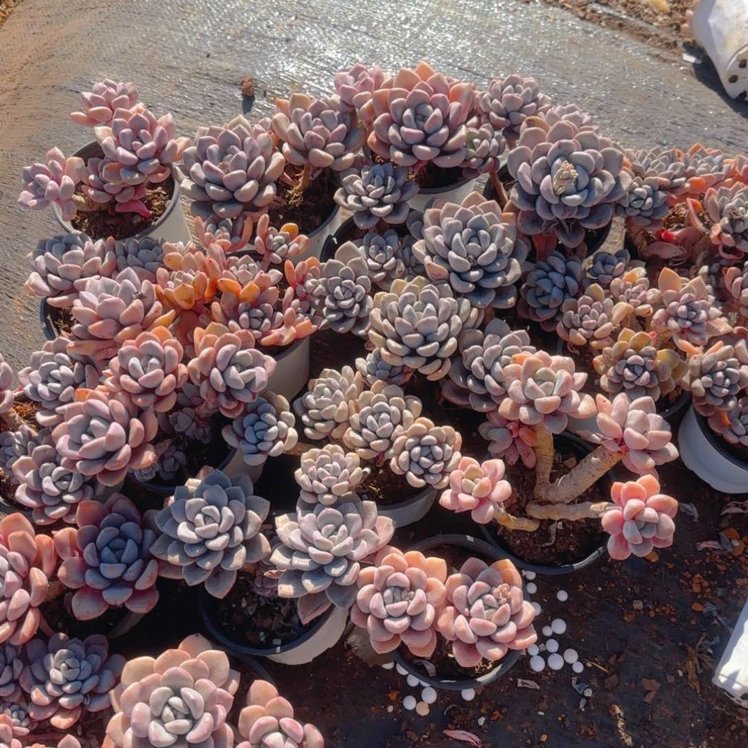 花斑鹿5颗一箱包邮