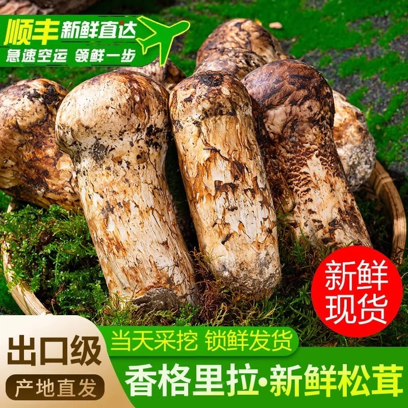 家庭装XX香格里拉鲜松茸现采现发煲鸡汤刺身品质顺丰空运一斤装