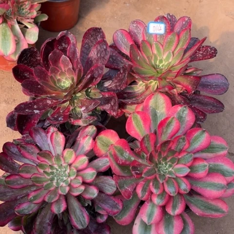 014多肉植物组合