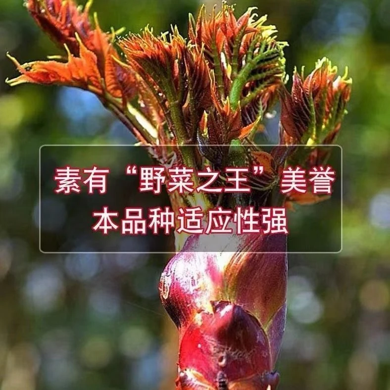 刺龙芽种子刺嫩芽种子刺老包种子刺包芽种子特色蔬菜种子野菜