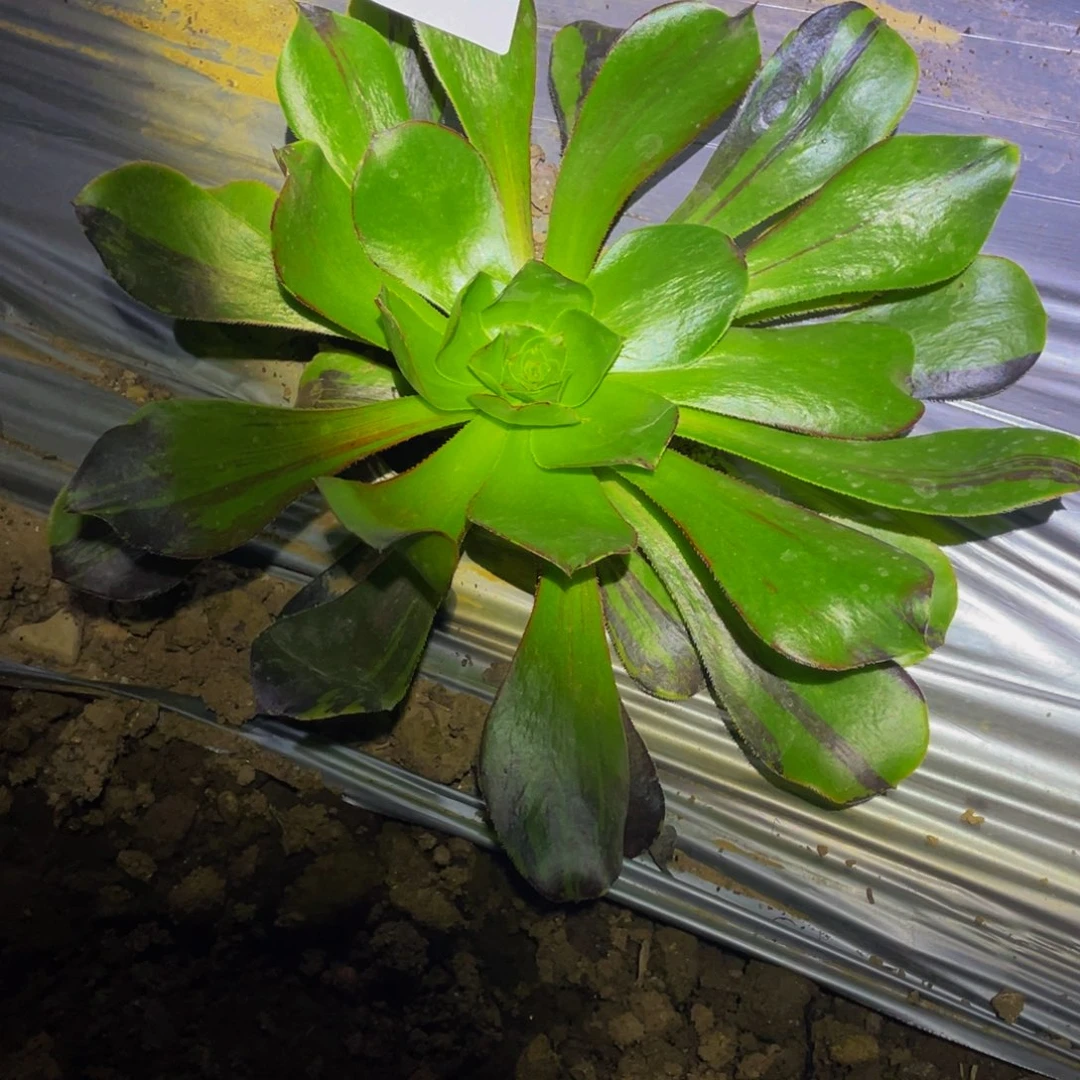 648花斑鹿多肉植物