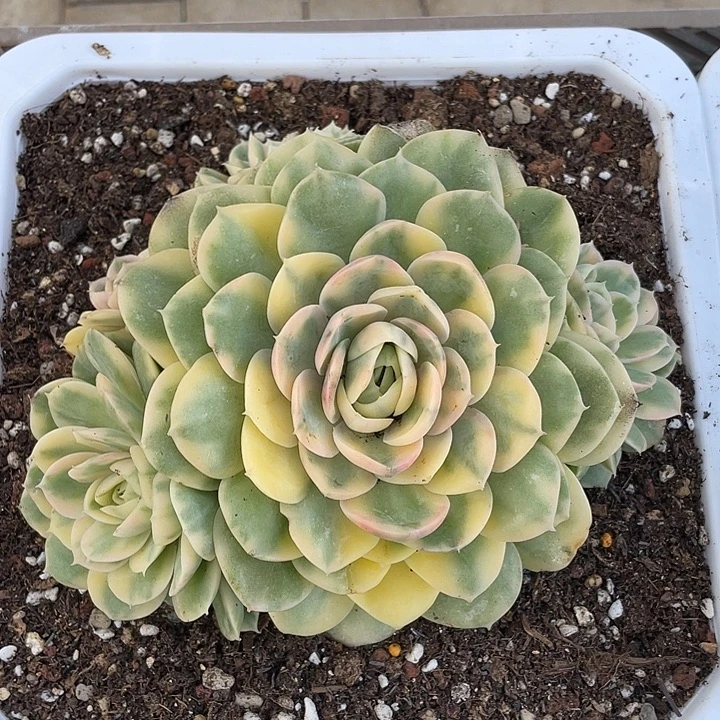 绿体昂斯诺彩锦。锦龙一物一拍