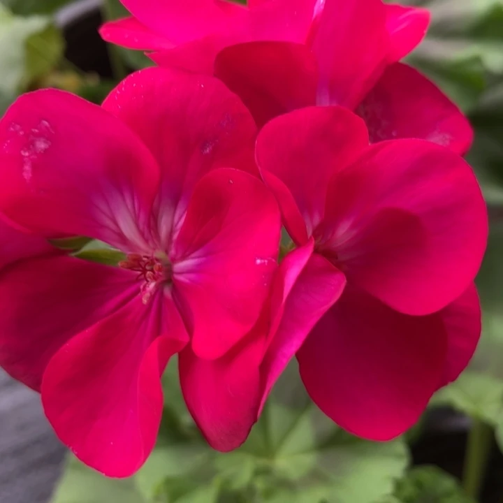 完全开放艾伦一代苗