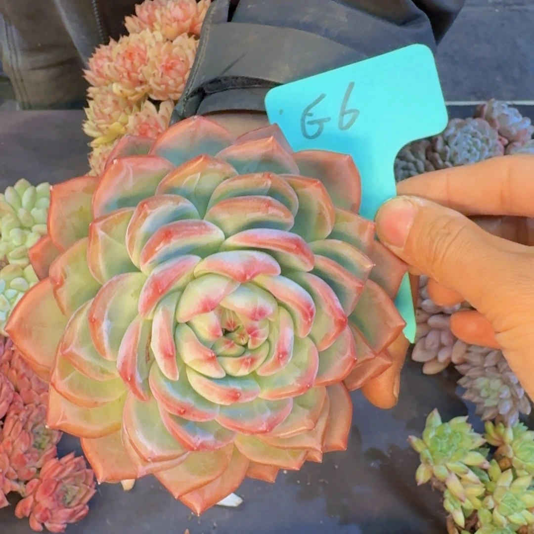 多肉植物的生长发育与