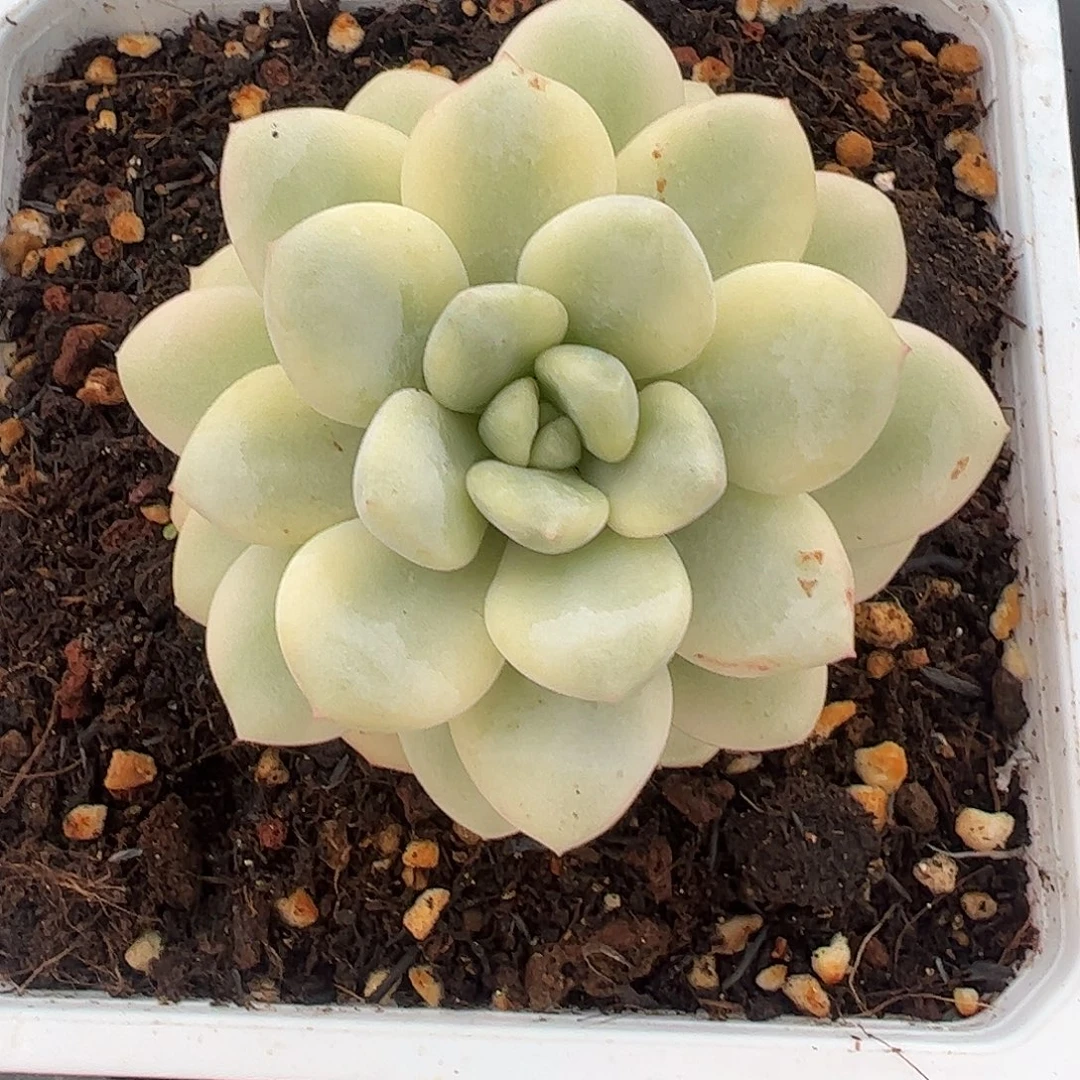 香水锦 婕宝一物一拍